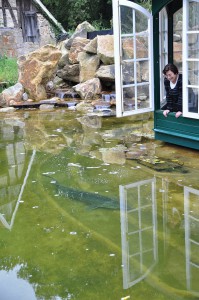 Vom Gartenpavillon kann der Beluga Stör in seinem Schwimmteich beobachtet werden.