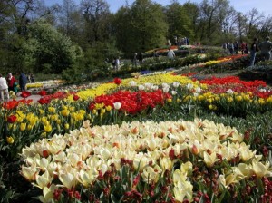 Tulpenblüte im NaturaGart Park