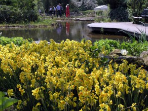 NaturaGart verkauft Blumenzwiebeln nicht nur über seinen Versand, sondern erfreut auch Park-Besucher mit ihrer Vielfalt