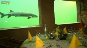 Candle-Light-Dinner im Kaltwasseraquarium