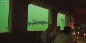 Candle-Light-Dinner im Kaltwasseraquarium