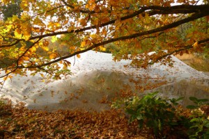 Laubschutz verlängert die Lebensdauer des Naturteiches