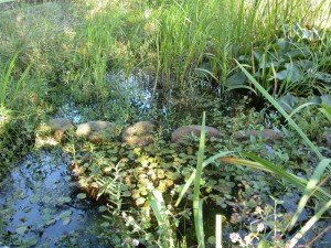 Der Naturteich wächst langsam zu. Eine Sanierung ist sinnvoll