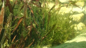 Unterwasserpflanzen im Filtergraben reinigen den Schwimmteich