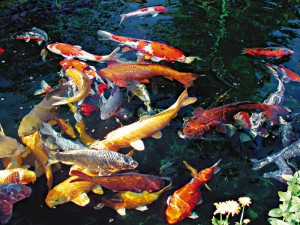 Der Koi-Teich ist perfekt auf die Fische angepasst, kleiner sollte er nicht sein, denn Kois brauchen den Platz.
