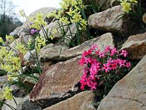 Blumen wachsen in einer Trockenmauer