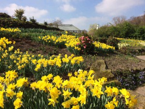 Blumenbeet mit gelber Iris