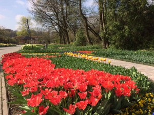Ein Beet mit roten Tulpen
