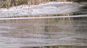 Im Winter kann das Wasser im Teich oft noch stärker sinken, als im Sommer.