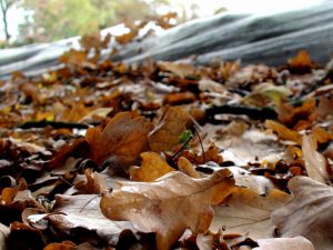Blätter bringen Nährstoffe in den Teich ein, die im drauffolgenden Jahr zu Algenwachstum führen.