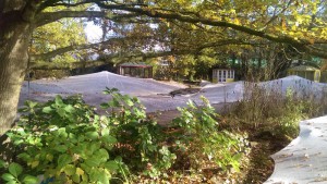 Dieser Bereich ist im Sommer übersät mit Krebsscheren und Seerosen.