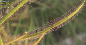 Teichpflanzen im Moorteich