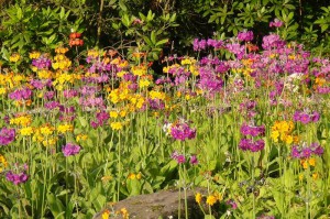 nachrichten-naturagart-teichpflanzen-duengen-5