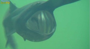 Löffelstöre sind im neuen Kaltwasseraquarium zu bewundern.