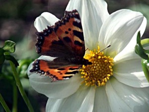 Schmetterling auf einer Blüte