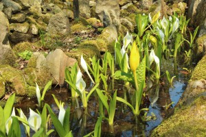Auch im Wasser fängt der Frühling an