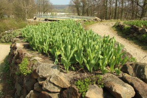 Tulpenbeet vor der Blüte