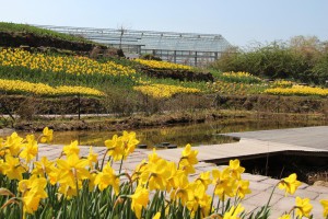 Gelbe Narzissen vorm Unterwasserpark
