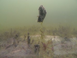 Bio-Schicht am Bodengrund