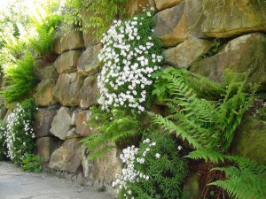 Natursteinmauern mit Steingartenpflanzen in NaturaGart Park