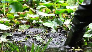 Naturteiche können so stark zuwachsen, dass vom Wasser in wenigen Jahren nichts mehr zu sehen ist.