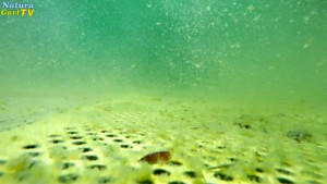 Um kristallklares Wasser im Gartenteich zu erreichen, gibt es unterschiedliche Möglichkeiten der Sanierung.