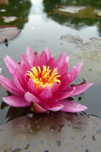 Seerosenblüte: Dieses Ereignis sollte man nicht verpassen.