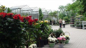 Am verkaufsoffenen Sonntag kann man sich durch Teichpflanzen-Spezialisten beraten lassen