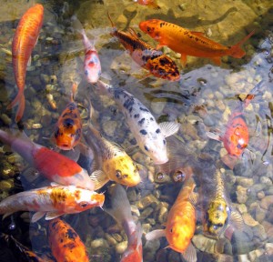  Mit zunehmender Anzahl der Fische und ihrer Größe steigt der Pflegebedarf am Teich