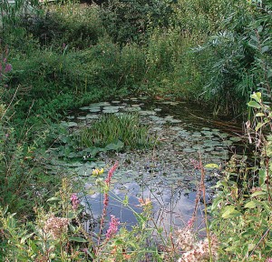 Ein zugewachsener Teich. Schön und natürlich, aber gründliche Pflegemaßnahmen stehen an 