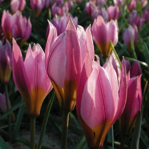 Pulchella-Tulpe von NaturaGart