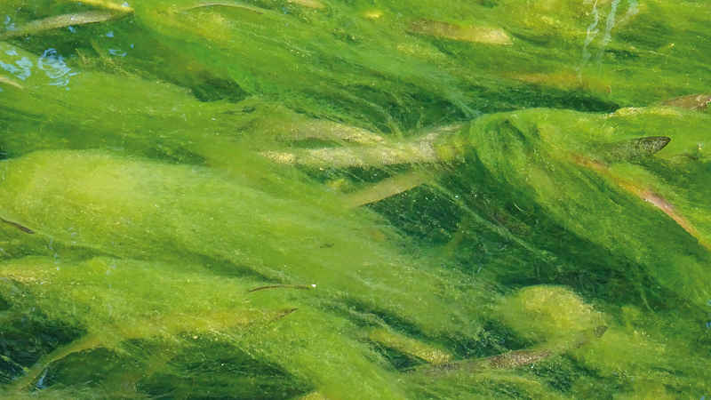 Algen Teich