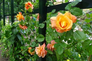 Seerosen und Land-Rosen bestimmen zu dieser Jahreszeit das Bild im Park und bieten Anregungen für den eigenen Garten. 