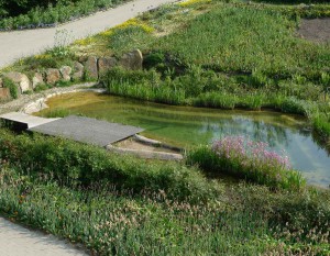 Neben Theorie gibt es auch Praxis an den Teichen im Park.