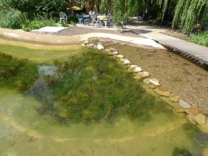 Das Herzstück der Schwimmteichanlage ist der Filtergraben für eine natürliche Wasseraufbereitung mit Teichpflanzen - hier Unterwasserpflanzen im klaren Wasser.