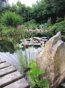 Ein Gartenteich in einem wundervollen, exotisch anmutenden Umfeld, mit einer mittelgroßen Seerose als Krönung