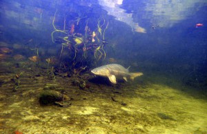 Stoer im klaren Teichwasser