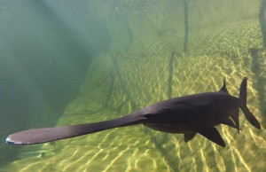 Löffelstör in klarem Teichwasser