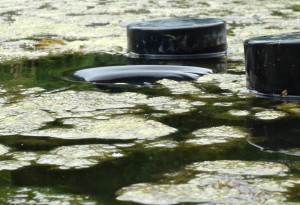 Teichskimmer saugt Algen von der Oberfläche eines Teiches