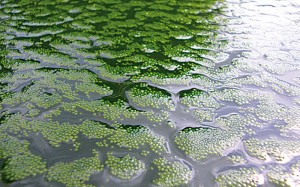 Diese alljährliche Algensuppe muss nicht sein: Herbstlaub und Fischfutter gehören zu den wichtigsten Quellen für eingetragene Nährstoffe, die zur Algenvermehrung führen.