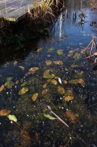 Licht auch unter Eis: Wenn die Eisdecke - wie hier - schneefrei ist, können die Unterwasserpflanzen Kohlendioxid verbrauchen und Sauerstoff produzieren.