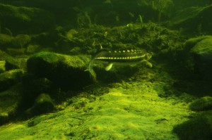 Kristallkares Wasser im Fischteich: Es geht darum, die richtigen Rahmenbedingungen zu schaffen, damit der Teich stabil bleibt und den Besitzer mit klarem Wasser erfreut.