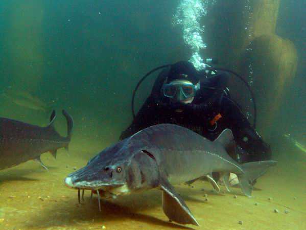 Störe im NaturaGart Tauchpark | NaturaGart Unterwasserpark, Videos: Tauchen