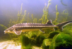 Der Stör ist Fisch des Jahres 2014. Der Europäische Stör kann bis zu 5 Meter lang werden.