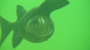 Löffelstöre filtern mit ihrem Maul Plankton. Sie haben bei NaturaGart ein eigenes Becken.