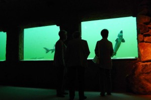 Die Fenster zu den Teichen des NaturaGart-Aquariums bieten Besuchern faszinierende Einblicke.