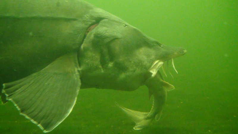 Riesenfisch auf der Jagd 2 m langer Stör nimmt das Maul zu voll