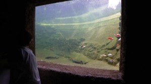 Das Programm geht über Teiche hinaus. Besucher können z.B. an Führungen im Park und im Aquarium teilnehmen.