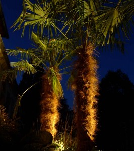 Licht und Schatten betonen die Struktur der Palmen im Park