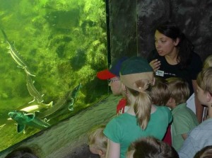 Einblicke in die Unterwasserwelt durch ein Teichfenster
